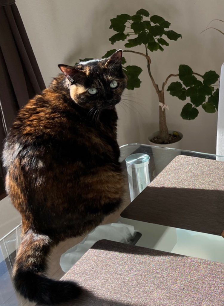 我が家の保護猫、かりんさんとシャンプーの木