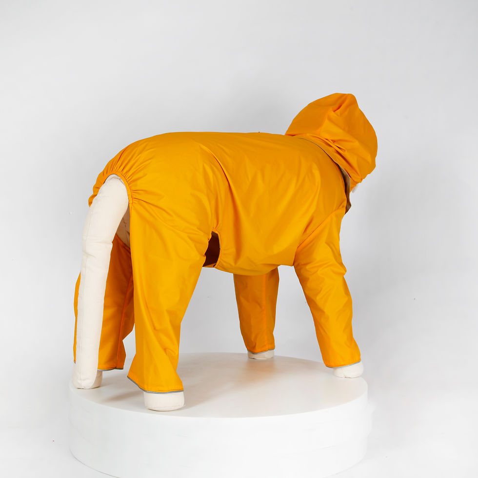 縮圖：汪雨衣｜拉布拉多