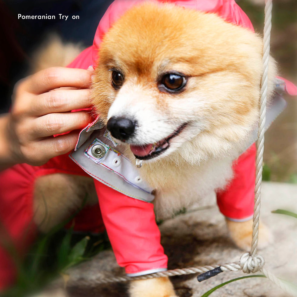 縮圖：汪雨衣｜博美
