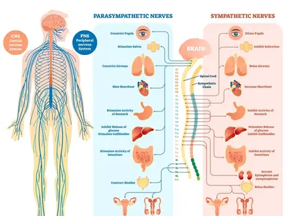 What Is the Nervous System?