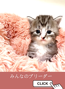 みんなのブリーダー.png