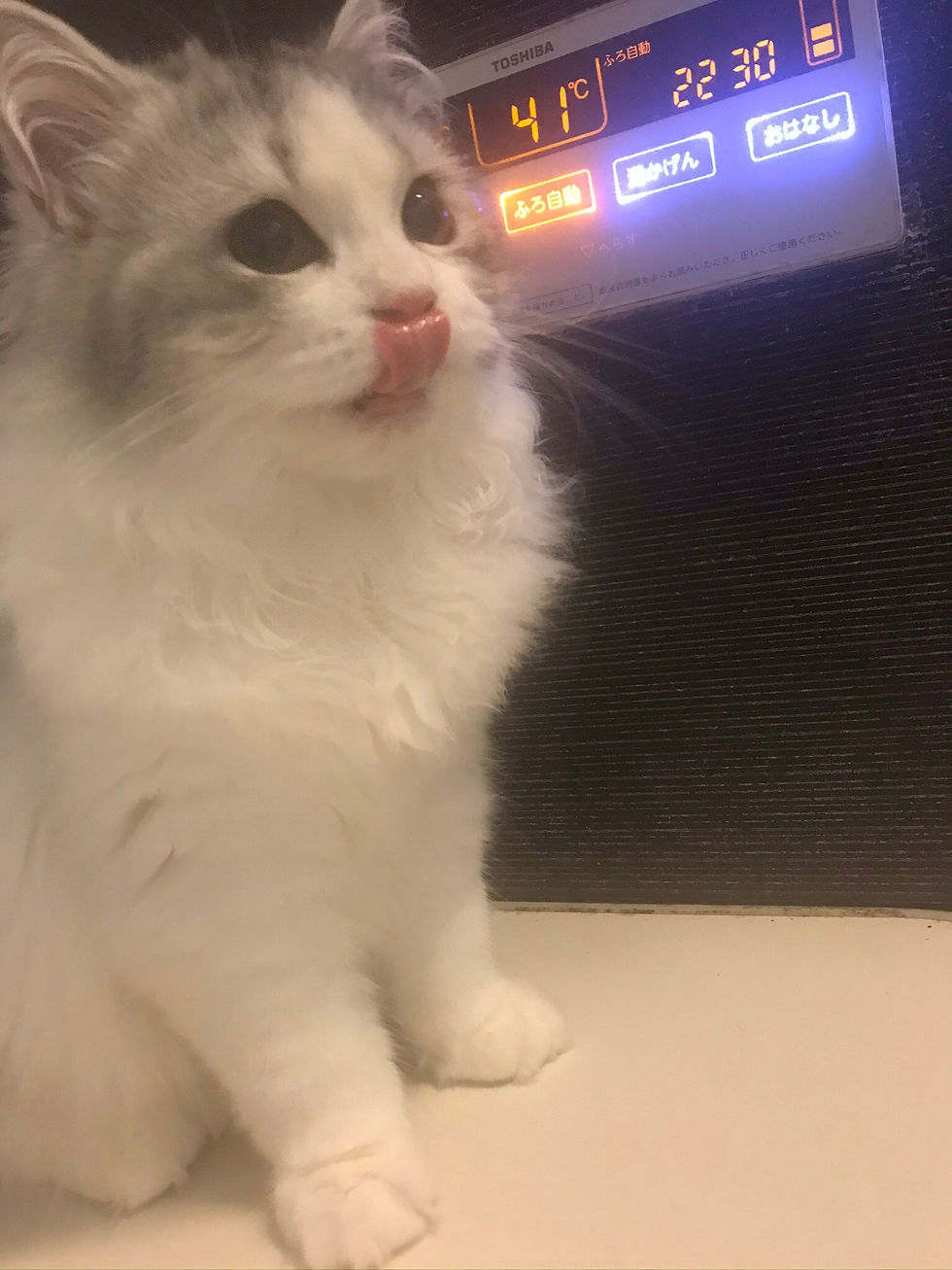 コロン