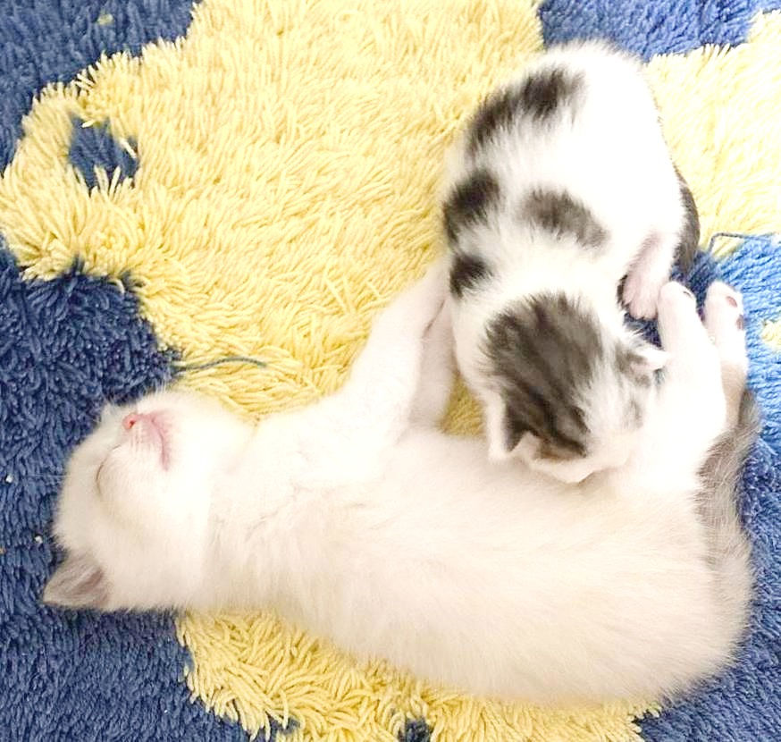 マンチカン