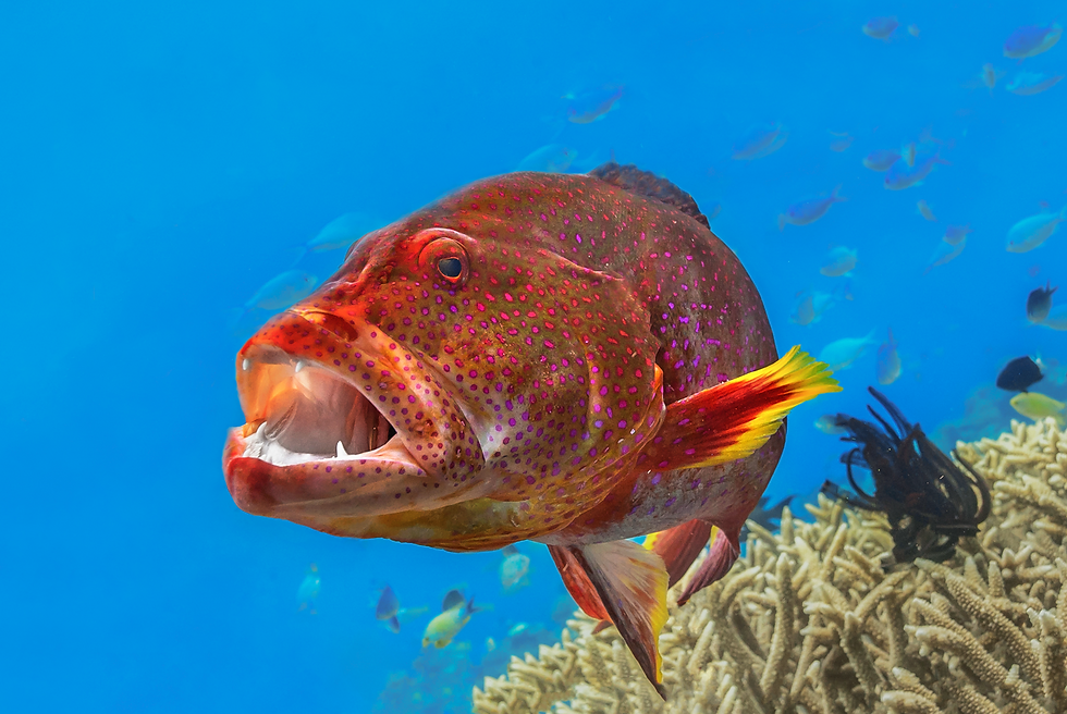 Thumbnail: Colours of the GBR