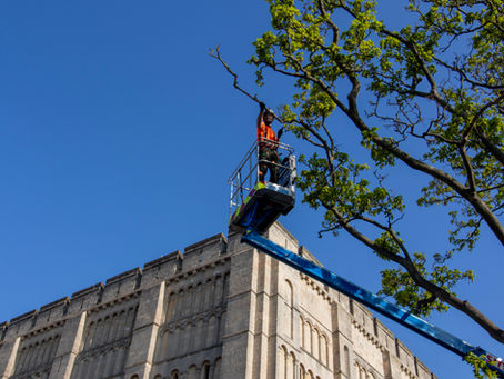 Hire our arboriculture services!
