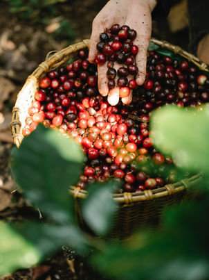 Jolgorio seguirá llevando café a sus casas en el 2022.