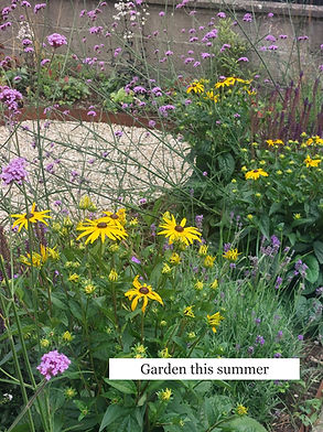 Rudbeckia, Verbena, Front Garden, Raheny