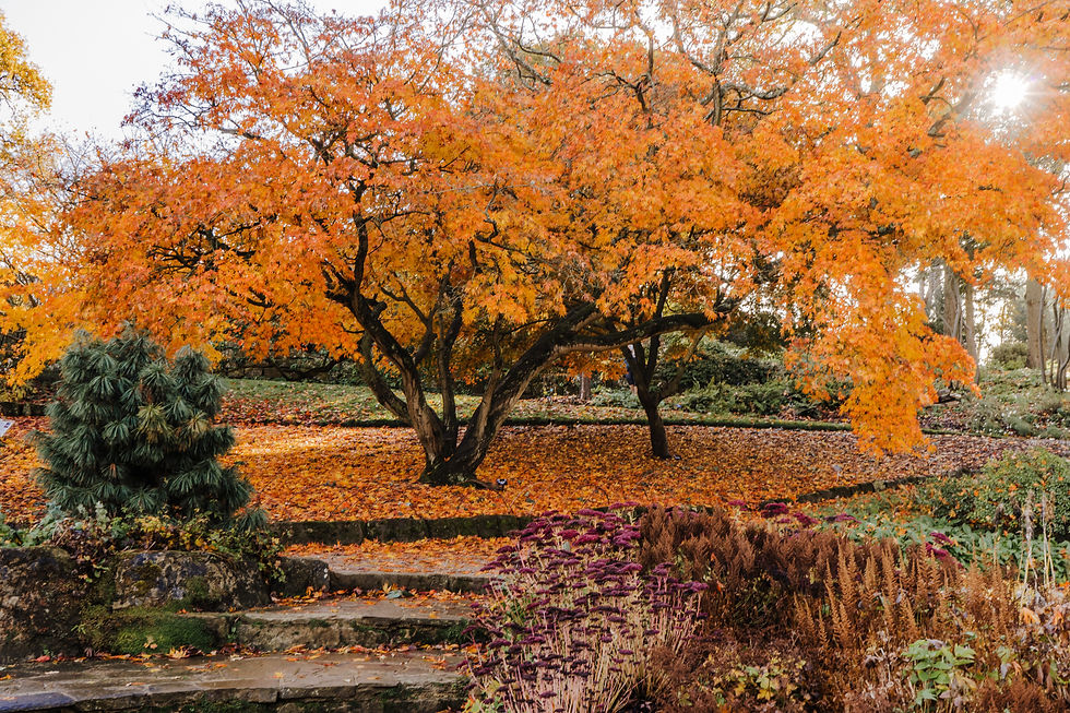 Planting Scheme, RHS Wisley