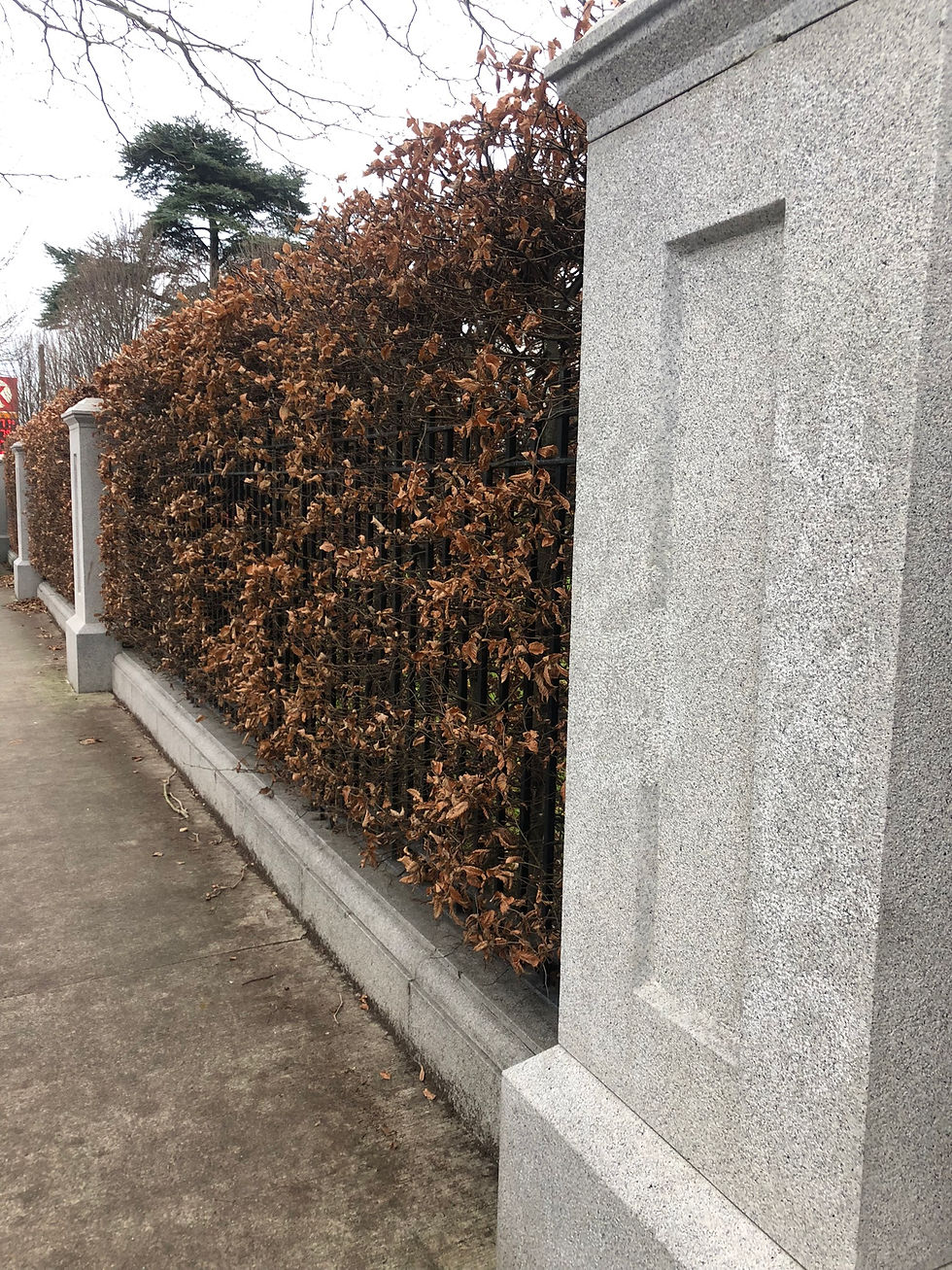 Beech Hedge Raheny Dublin