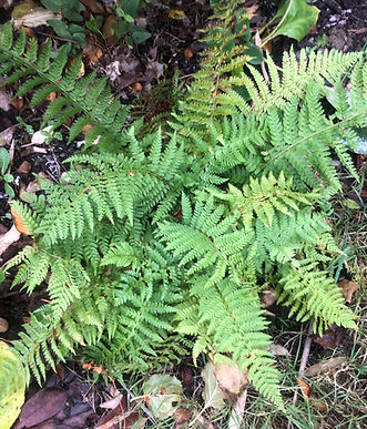 Polystichum setiferum Mum's garden Nov 2025.JPEG