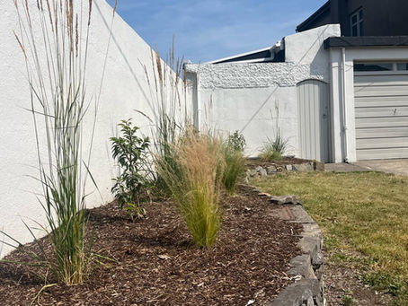 Elegant Ornamental Grasses in Clontarf