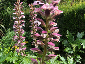 14 plants that cope with dry conditions