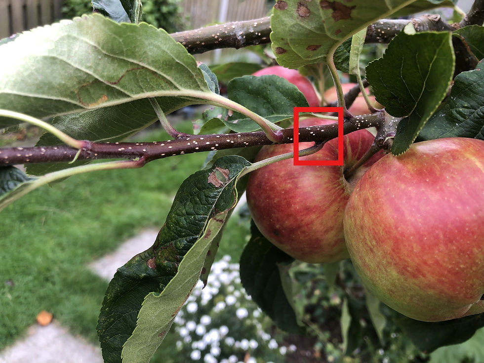 Apple tree pruning