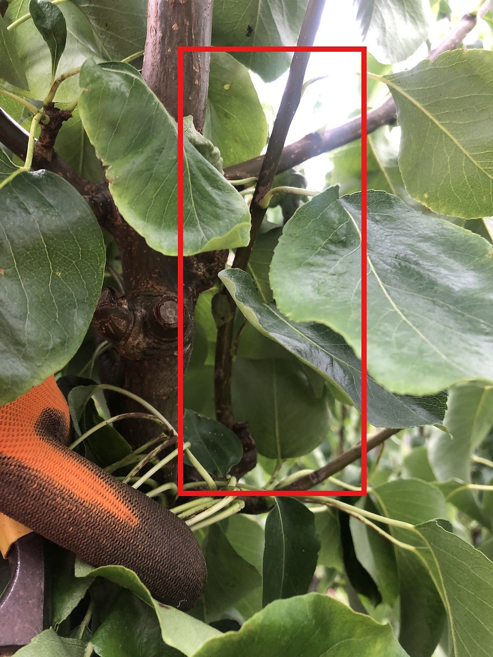 Pear tree pruning