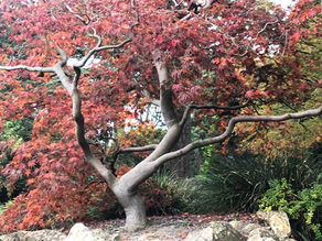 Acer palmatum. Dublin