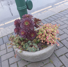succulents.jpeg