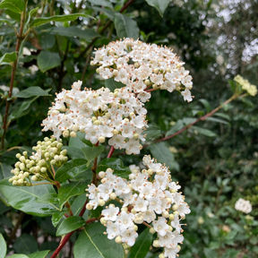 Viburnum tinus