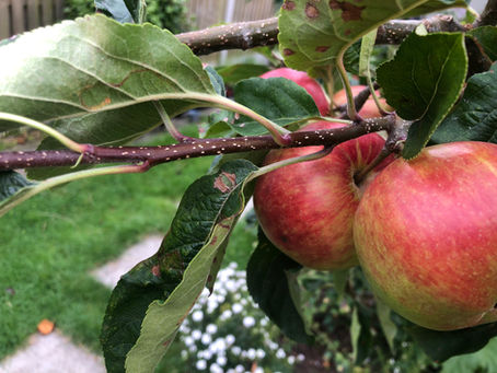 Pruning and Apple Tree, Ireland