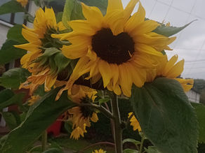 Sunflower Competition