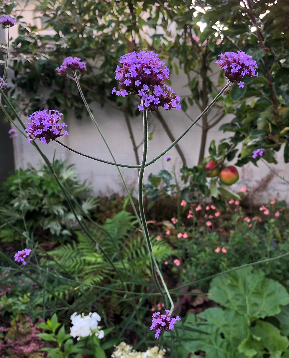 Verbena bonariensis