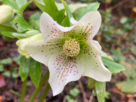 Planting Scheme - Helleborus