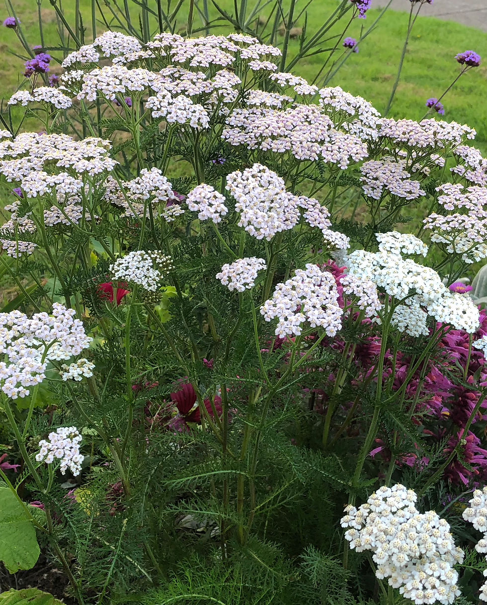Achillea millefolium in ~Raheny