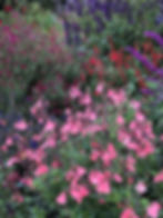 Various Salvia species. Dublin