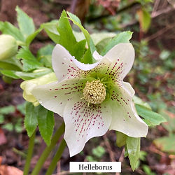 Helleborus