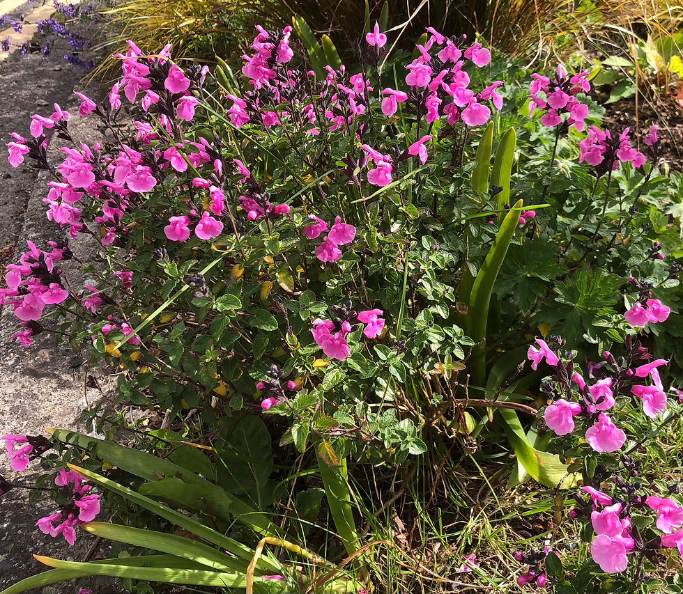 Planting Scheme Salvia