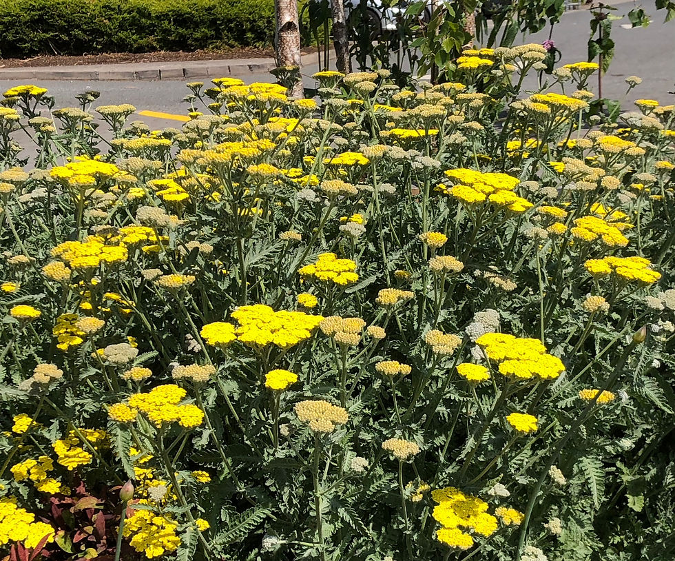 Achillea outside IKEA, Dublin
