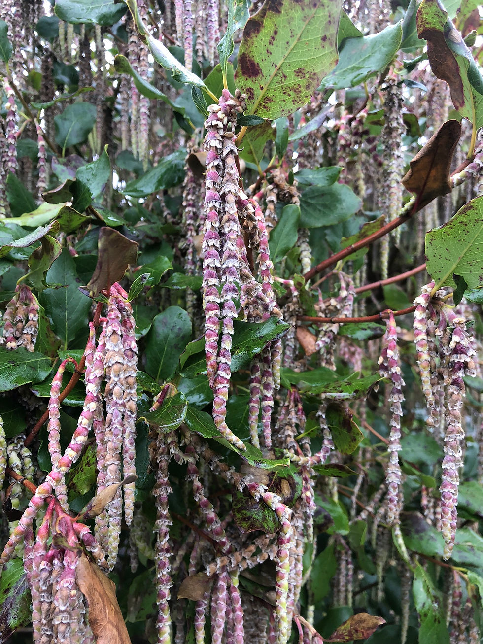 Red Catkins of Garrya (Garrya issaquahensis ‘Glasnevin Wine’).