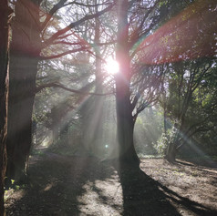 St Anne's Park Raheny