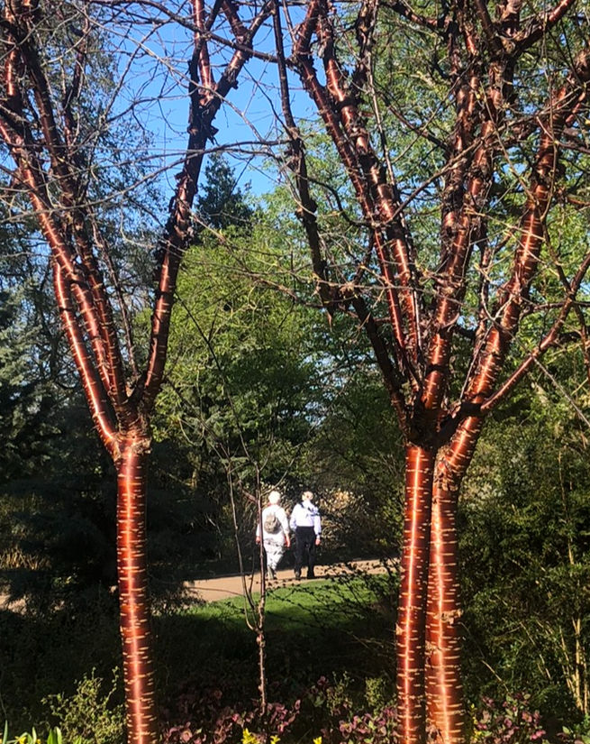 Planting Scheme, Tibetan Cherry