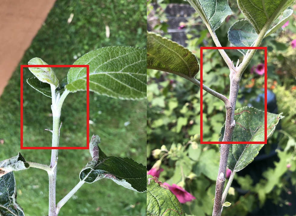 New growth on apple tree
