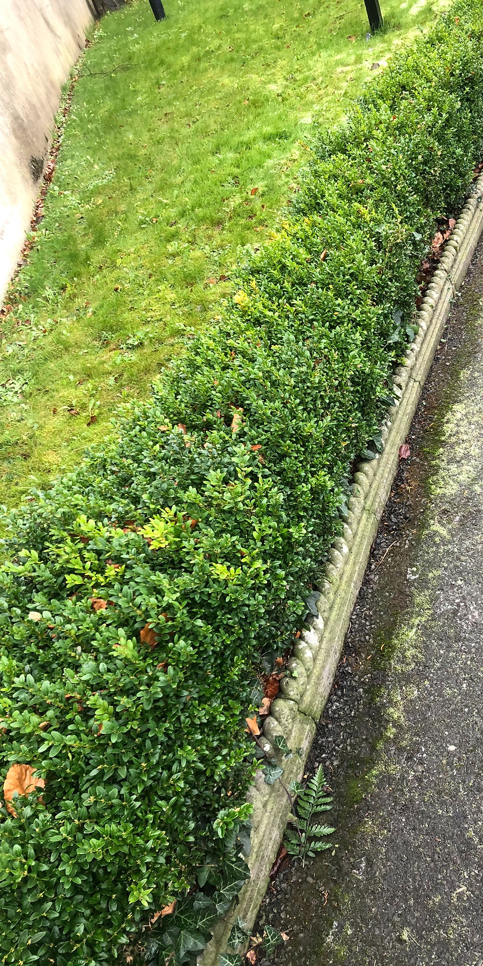 Boxwood hedge