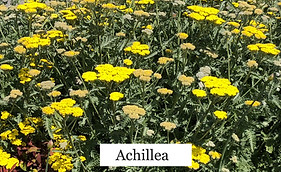 Achillea Dublin