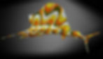 PUCCI INSPIRED YELLOW SAILFISH