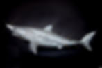 CRYSTAL SPIKE SHARK