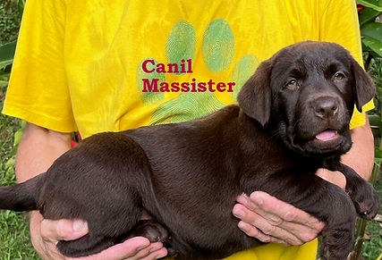 Filhotes de Labrador