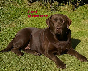 Canil de labrador