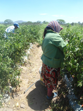 MAS DE 3 MILLONES DE JORNALEROS AGRICOLAS SIN ACCESO A VACUNA CONTRA COVID-19