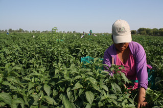 HUIR DE LA VIOLENCIA Y POBREZA DE LA MONTAÑA Y MORIR EN UN CAMPO AGRICOLA DE SINALOA