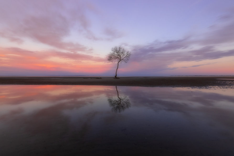 The lone tree at sunset