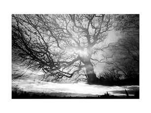 Vendu : "La lumière de l'arbre" en 50 x 40 cm