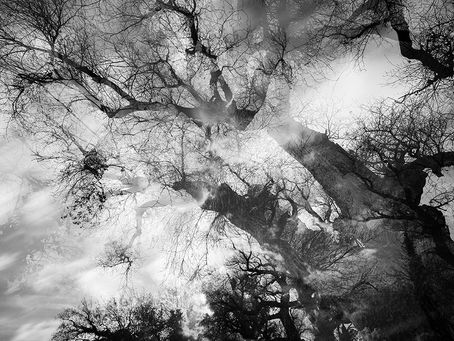 Et 2 très belles ventes d'arbres en Noir et blanc en direct à l'atelier 