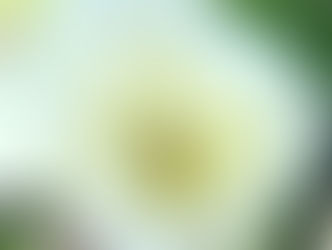 Growing Peonies in the South (Dallas, Texas)