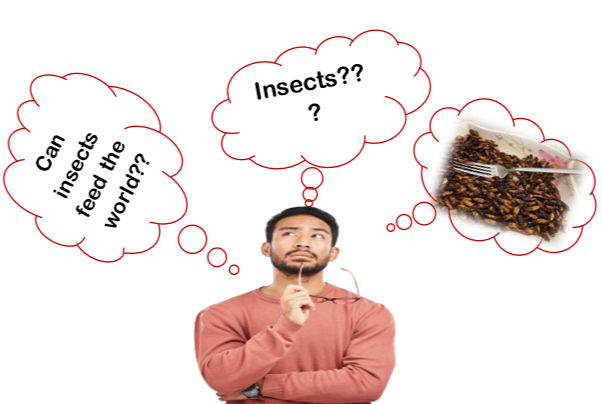 figure 2: Wondering if eating insects can really feed the world