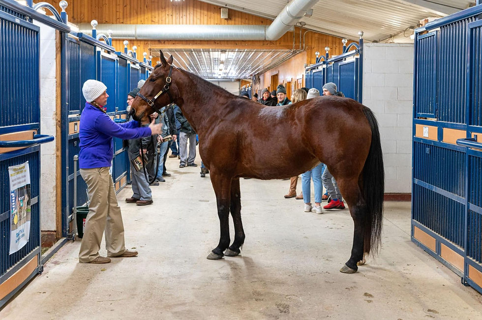 shartin-n-due-to-foal-in-2023-to-captaintreacherous-2048x1362.jpeg