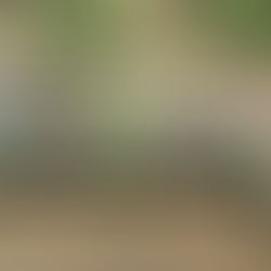 The Secret Garden has visitors....