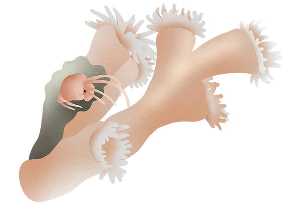 Lophelia2.png